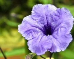 Flor violeta