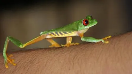 Foto