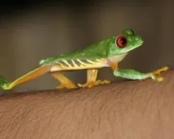Agalychnis callidryas