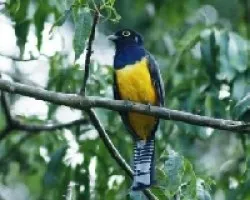 Trogon violaceus