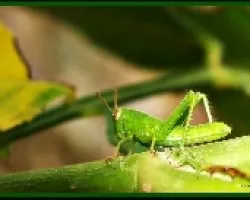 Pequeño Saltamontes