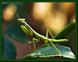 Mantis