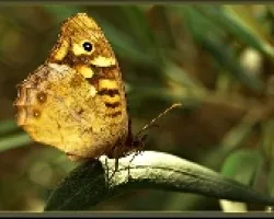 Mariposa