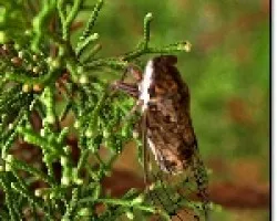 Cigarra