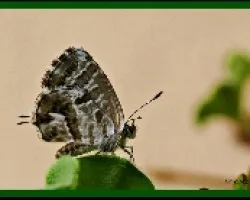 Maripsa diminuta