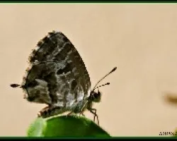 Maripsa diminuta
