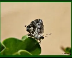 Maripsa diminuta