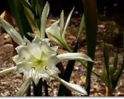 Blanco