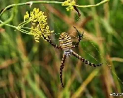 Argiope trifasciata