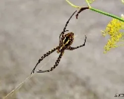 Argiope Trifasciata