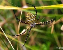Argiope Trifasciata