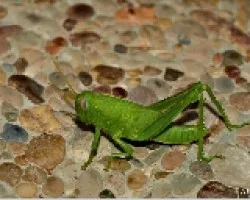 Pequeño Saltamontes