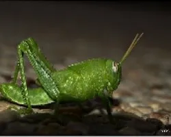 Saltamontes