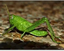 Saltamontes