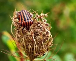 Insecto