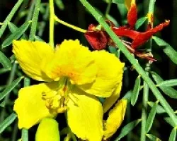 Curiosa flor