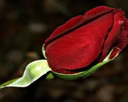 Rosa roja