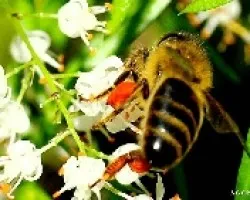 De flor en flor