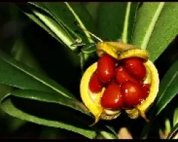 PITTOSPORUM TOBIRA, Semillas 