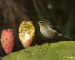 mosquitero