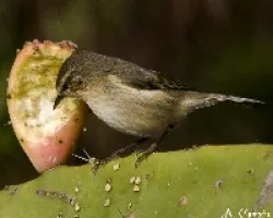 mosquitero