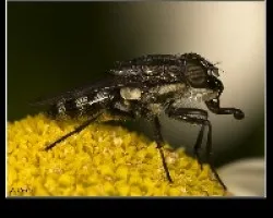 mosca a rallas