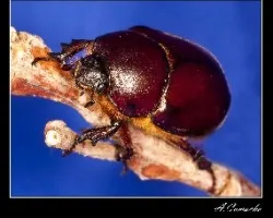 Phyllognathus excavatus ???