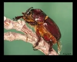 phyllognathus ezcavatus ???