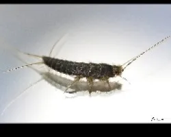 Lepisma