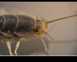 Lepisma 1