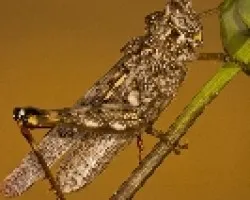 Dericorys lobata lobata hembra