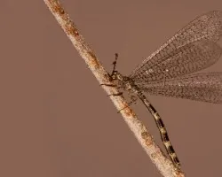 Myrmeleon alternans