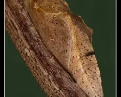 Crisalida Pieris rapae