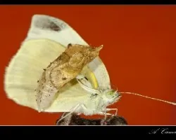 Pieris rapae