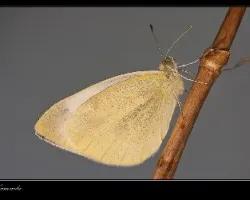 Pieris rapae