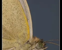 Pieris rapae
