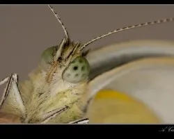 Pieris rapae