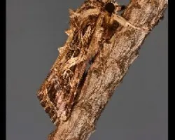 Spodoptera littoralis?