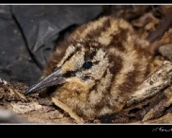 Becada 