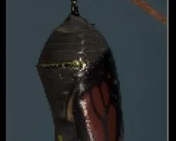 crisalida