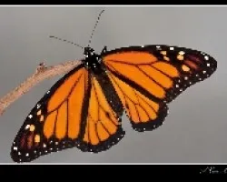 Danaus plexippus