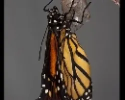 Danaus plexippus