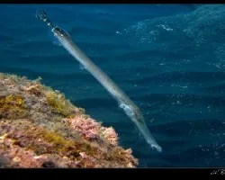 Pez trompeta (Aulostomus strigosus) 