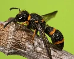 Ancistrocerus haematoides