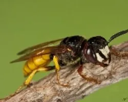 Crabronidae?
