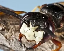 Crabronidae?