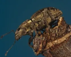 Sitona sp