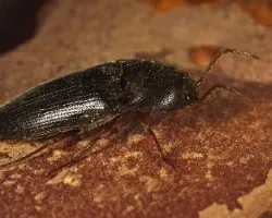 Melanotus dichrous ?