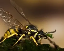 Paravespula germanica