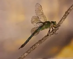 Anax imperator